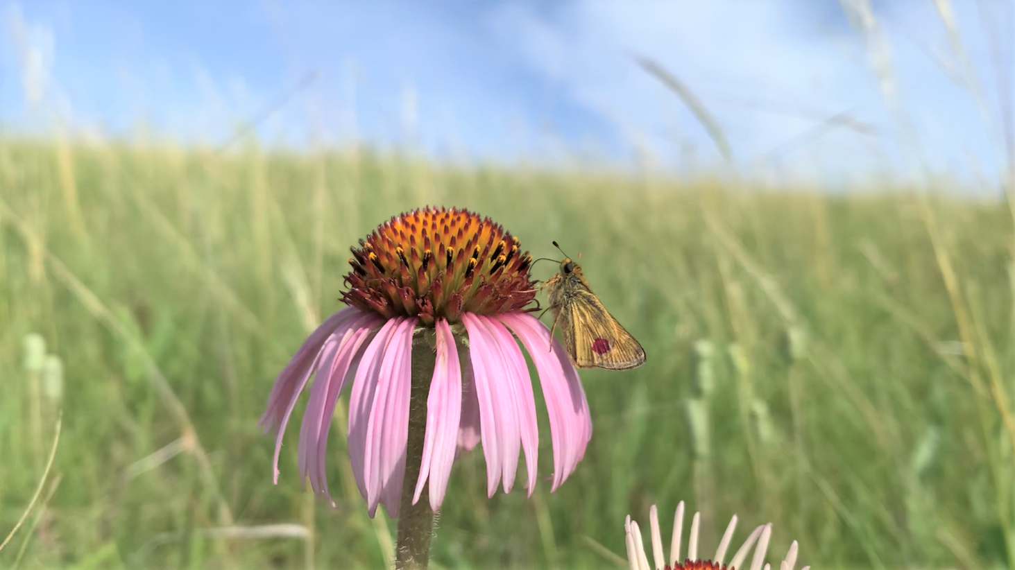 Marked Dakota skipper from 2020 reintroduction - MN Zoo.PNG